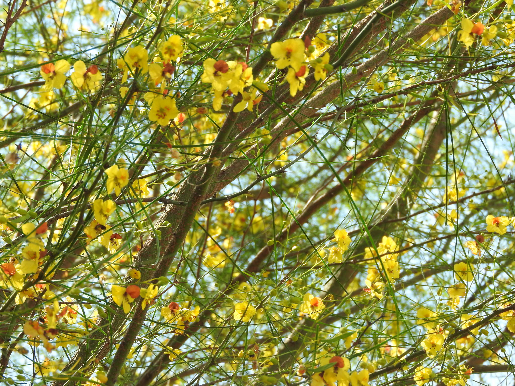 Parkinsonia aculeata